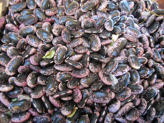 Scarlet Runner Beans
